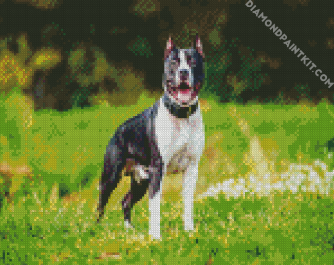 American Staffordshire diamond painting