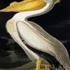 American White Pelican By John James Audubon diamond painting