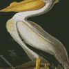 American White Pelican By John James Audubon diamond painting