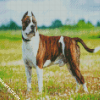 American Staffordshire Terrier diamond painting