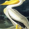 American White Pelican Audubon diamond painting