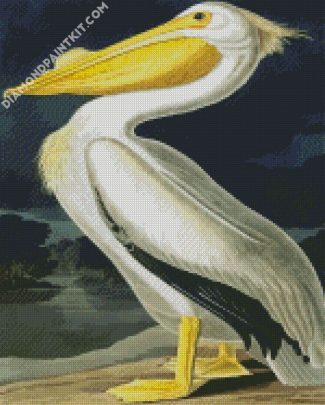 American White Pelican Audubon diamond painting