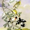 Audubon Rose Breasted Grosbeak diamond painting