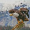 Bald Eagle diamond painting