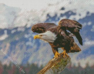 Bald Eagle diamond painting