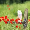 Barn Owl And Poppies diamond painting