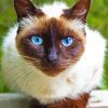 Beautiful Siamese Cat diamond painting