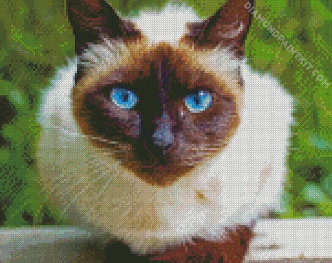 Beautiful Siamese Cat diamond painting