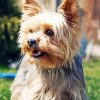 Beige Yorkshire Terrier Dog diamond painting