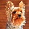 Beige And Brown Yorkshire Terrier diamond painting