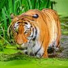 Bengal Tiger In The Water diamond painting