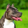 Black American Staffordshire Terrier diamond painting