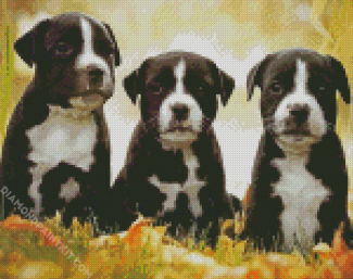 Black American Staffordshire Terrier Puppies diamond painting