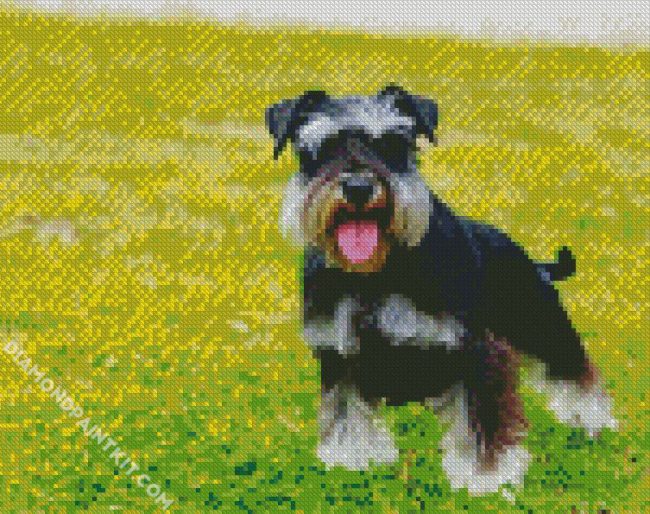 Black Schnauzer diamond painting