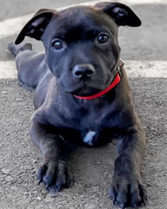 Black Staffordshire Bull Terrier diamond painting