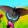 Black Swallowtail diamond painting