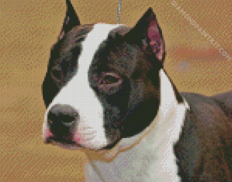 Black And White American Staffordshire Terrier diamond painting