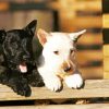 Black And White Scottish Terriers diamond painting