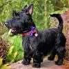 Black Scottish Terrier diamond painting