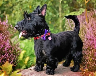 Black Scottish Terrier diamond painting