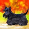 Black Scottish Terrier Puppy diamond painting