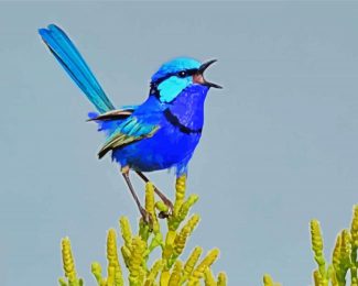 Blue Wren diamond painting