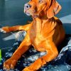 Brown Ridgeback diamond painting