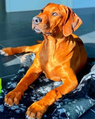 Brown Ridgeback diamond painting