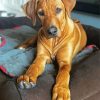 Brown Ridgeback Puppy diamond painting