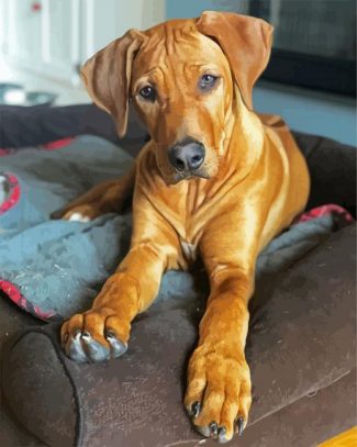 Brown Ridgeback Puppy diamond painting