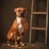 Brown Staffordshire Bull Terrier diamond painting