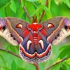 Cecropia Moth Butterfly diamond painting