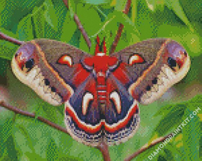 Cecropia Moth Butterfly diamond painting