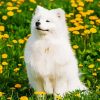 Cute Samoyed diamond painting