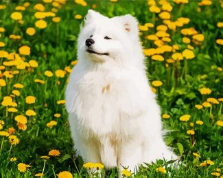 Cute Samoyed diamond painting