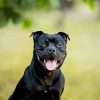 Cute Staffy Puppy diamond painting