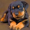 Cute Baby Rottweiler Diamond painting