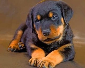 Cute Baby Rottweiler Diamond painting