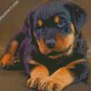 Cute Baby Rottweiler Diamond painting