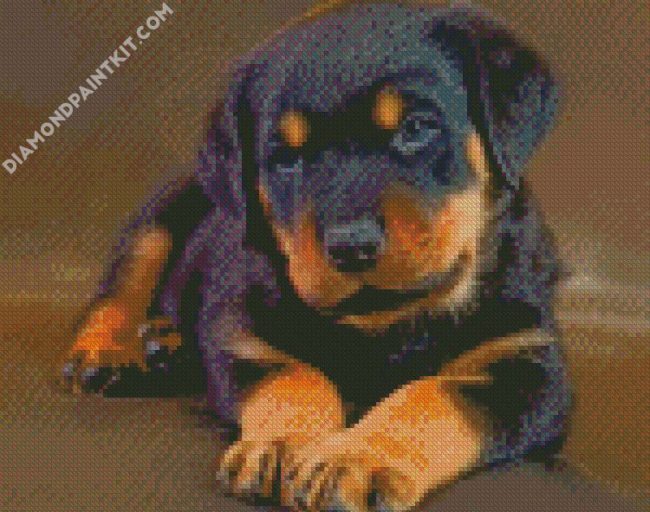 Cute Baby Rottweiler Diamond painting