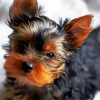 Cute Little Yorkshire Terrier diamond painting