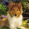 Cute Sheepdog diamond painting