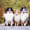 Cute Sheepdogs diamond painting