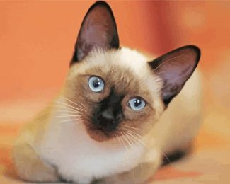 Cute Siamese Cat diamond painting