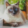 Cute Siamese diamond painting