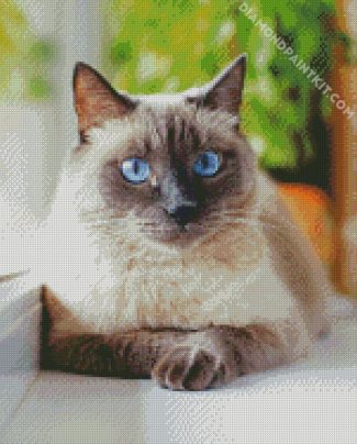 Cute Siamese diamond painting