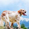 English Setter Dog Breed diamond painting