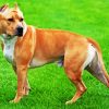 Golden American Staffordshire Terrier diamond painting