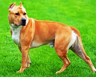 Golden American Staffordshire Terrier diamond painting