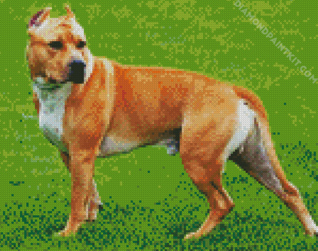 Golden American Staffordshire Terrier diamond painting